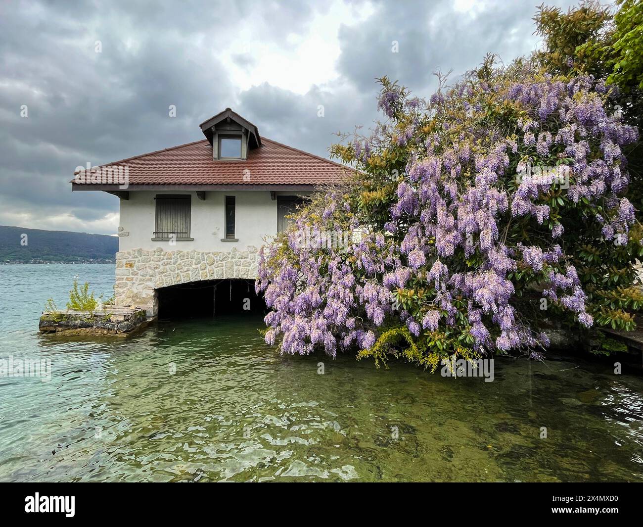 Haute-Savoie, France: wisteria on the Annecy lake, known for being the cleanest in Europe due to strict environmental regulations in place since 1960s Stock Photo