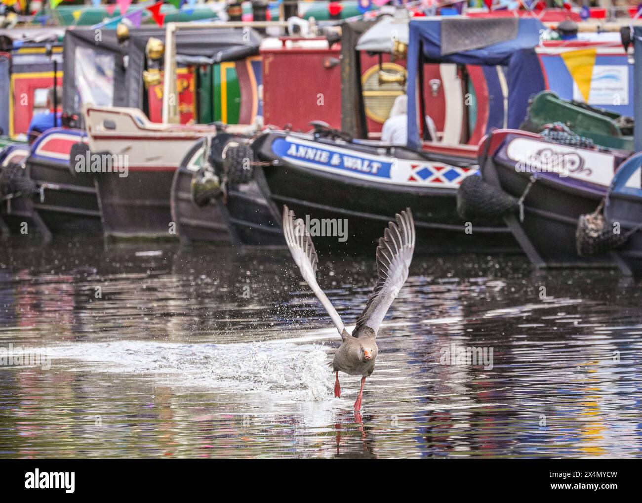London, UK, 04th May 2024. A goose is unimpressed with all the boats
