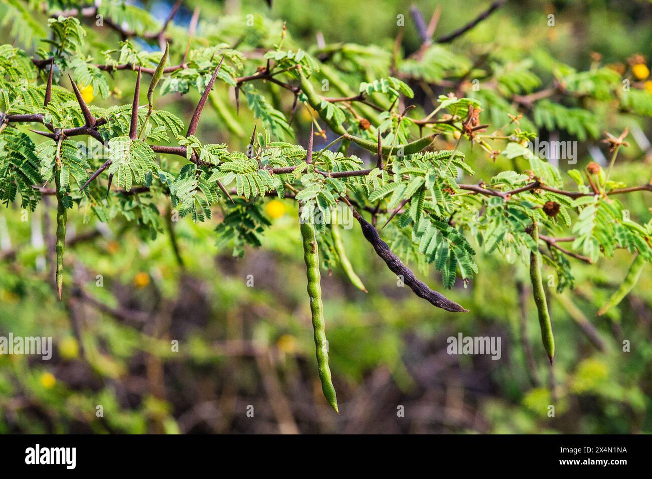 Acacia dealbata tree with fruits and leaves in the garden Stock Photo