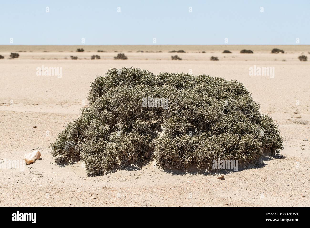 Desert Ink Tree The Ink Bush, out in the flat and endless Namib Desert near Swakopmund ...