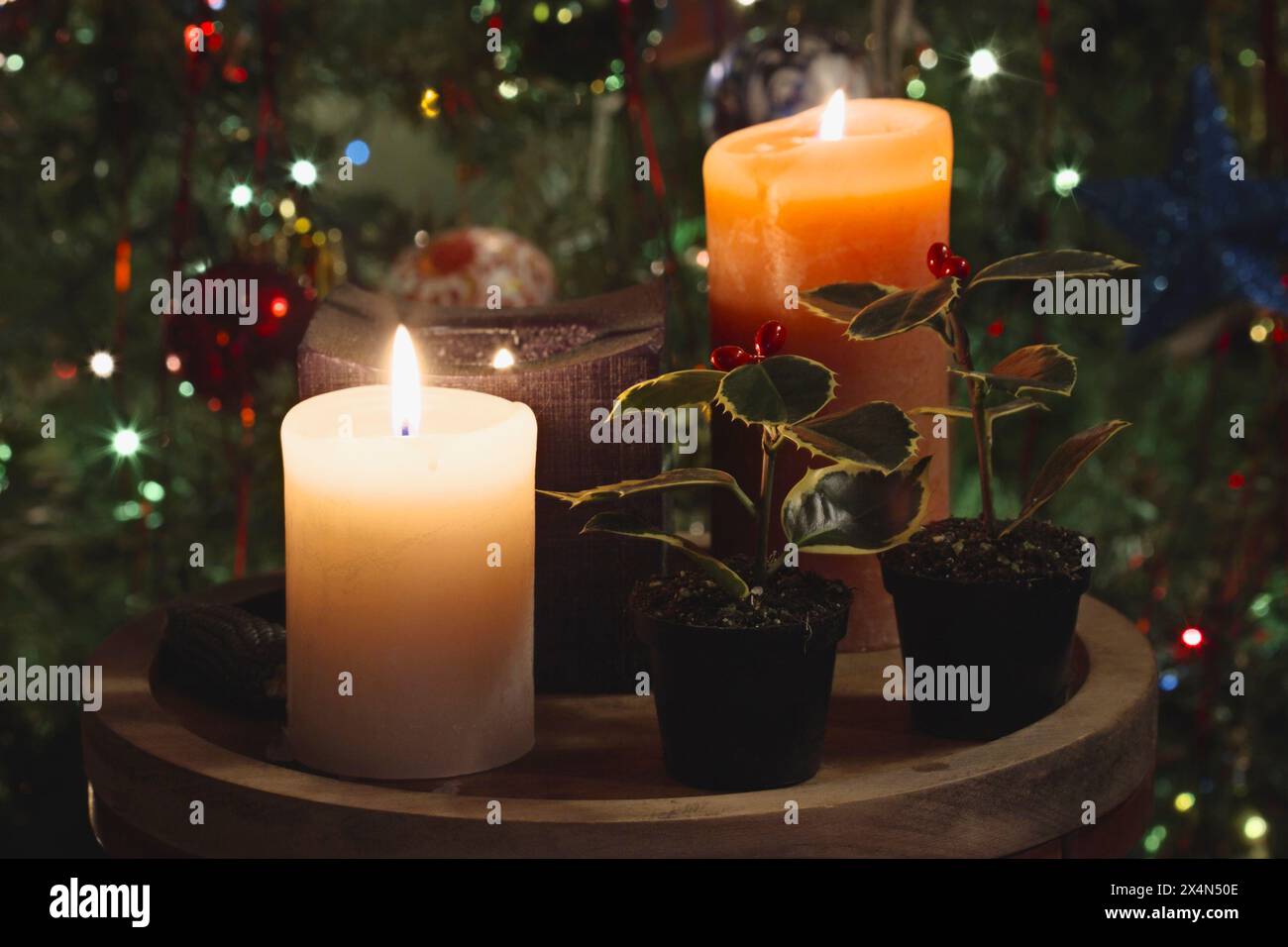Italy, Christmas, Butcher's broon (Ruscus aculeatus) and candles with a Christmas tree behind Stock Photo