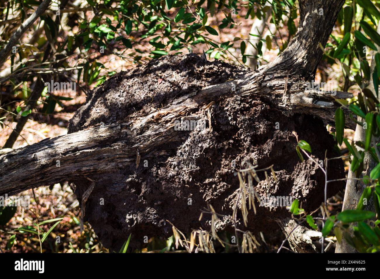 Close-up termite nest in Curaçao Stock Photo - Alamy