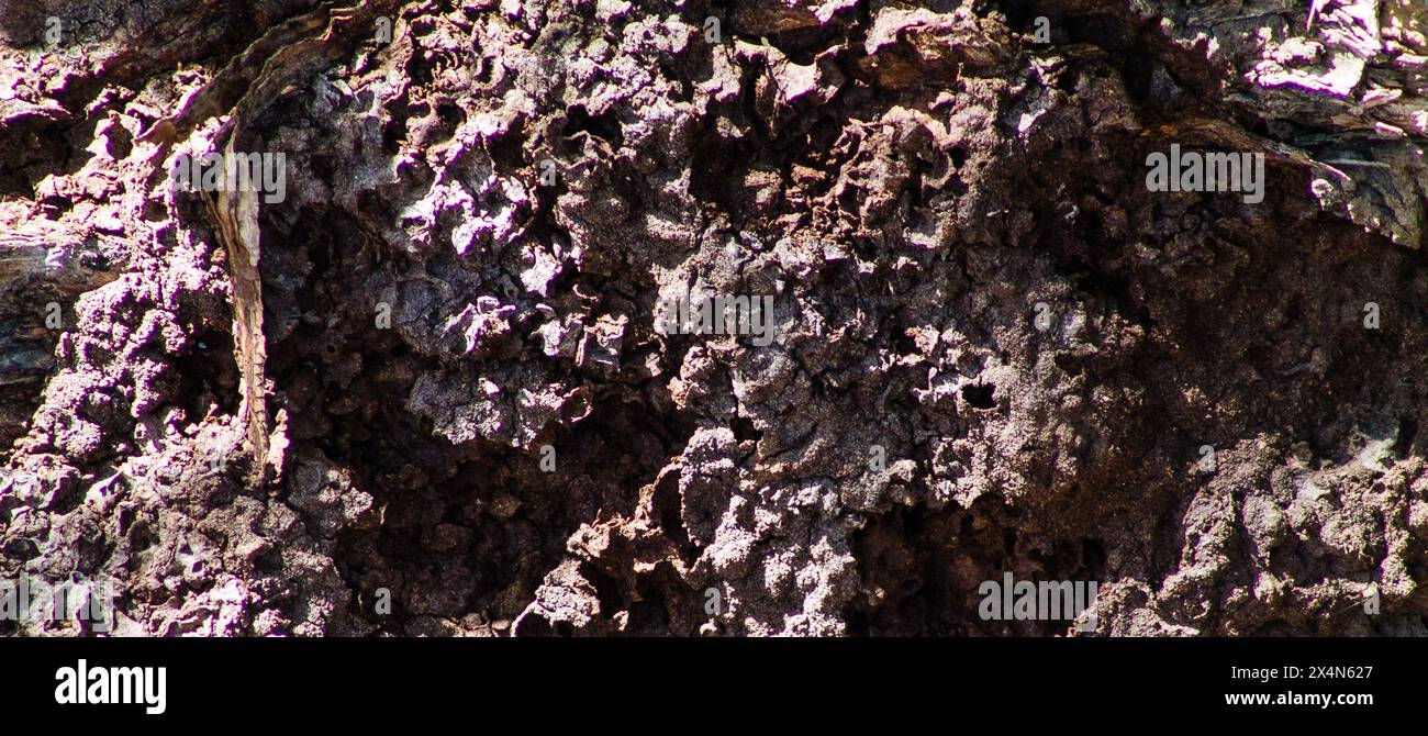Termite management hi-res stock photography and images - Alamy