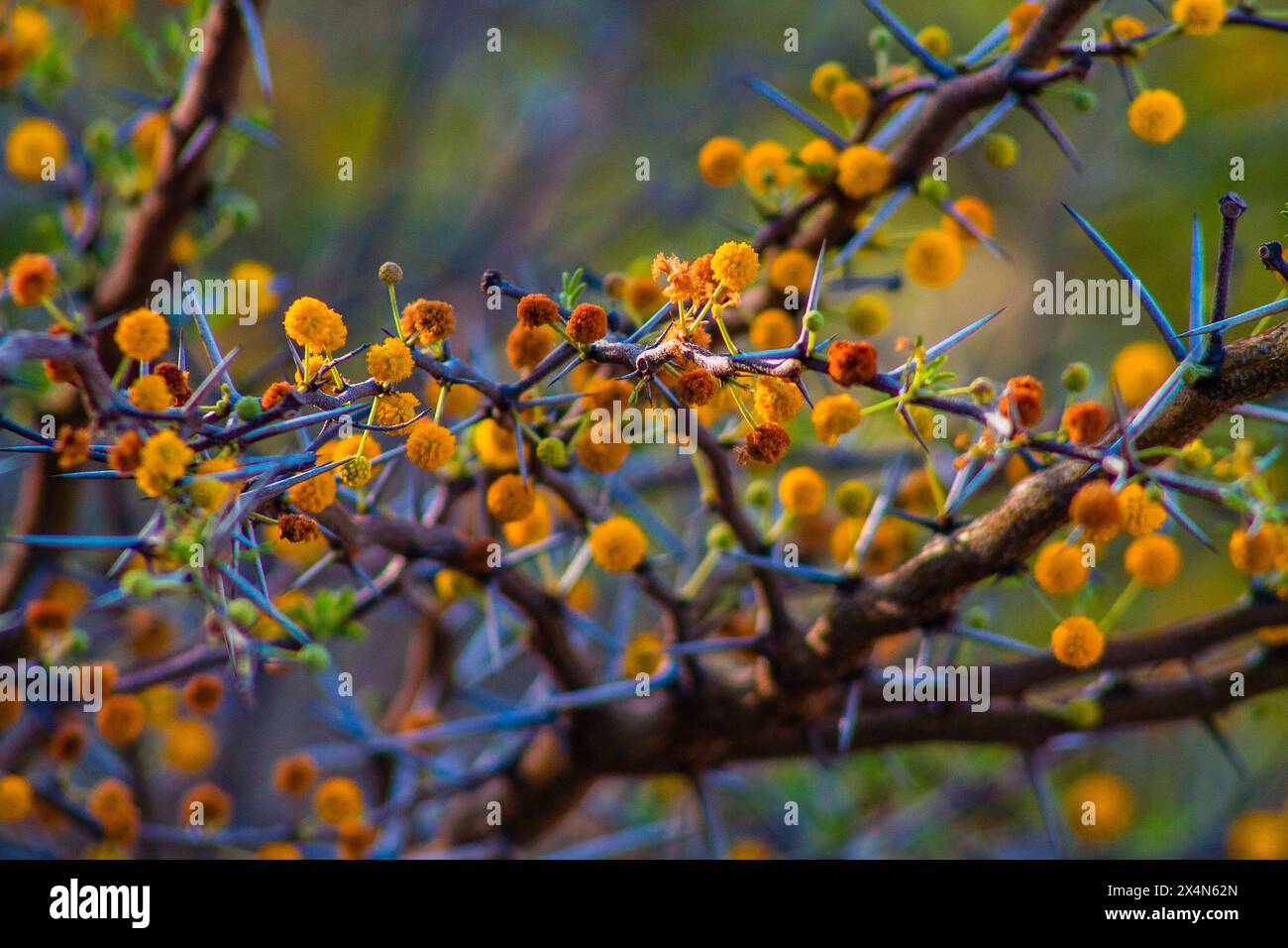Yellow flowers of Acacia dealbata tree, Acacia dealbata. Stock Photo