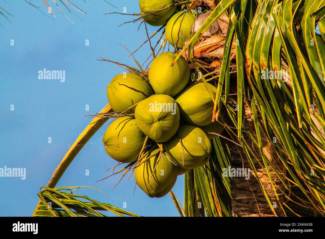 Coconut tree with coconuts on blue sky background. Stock Photo