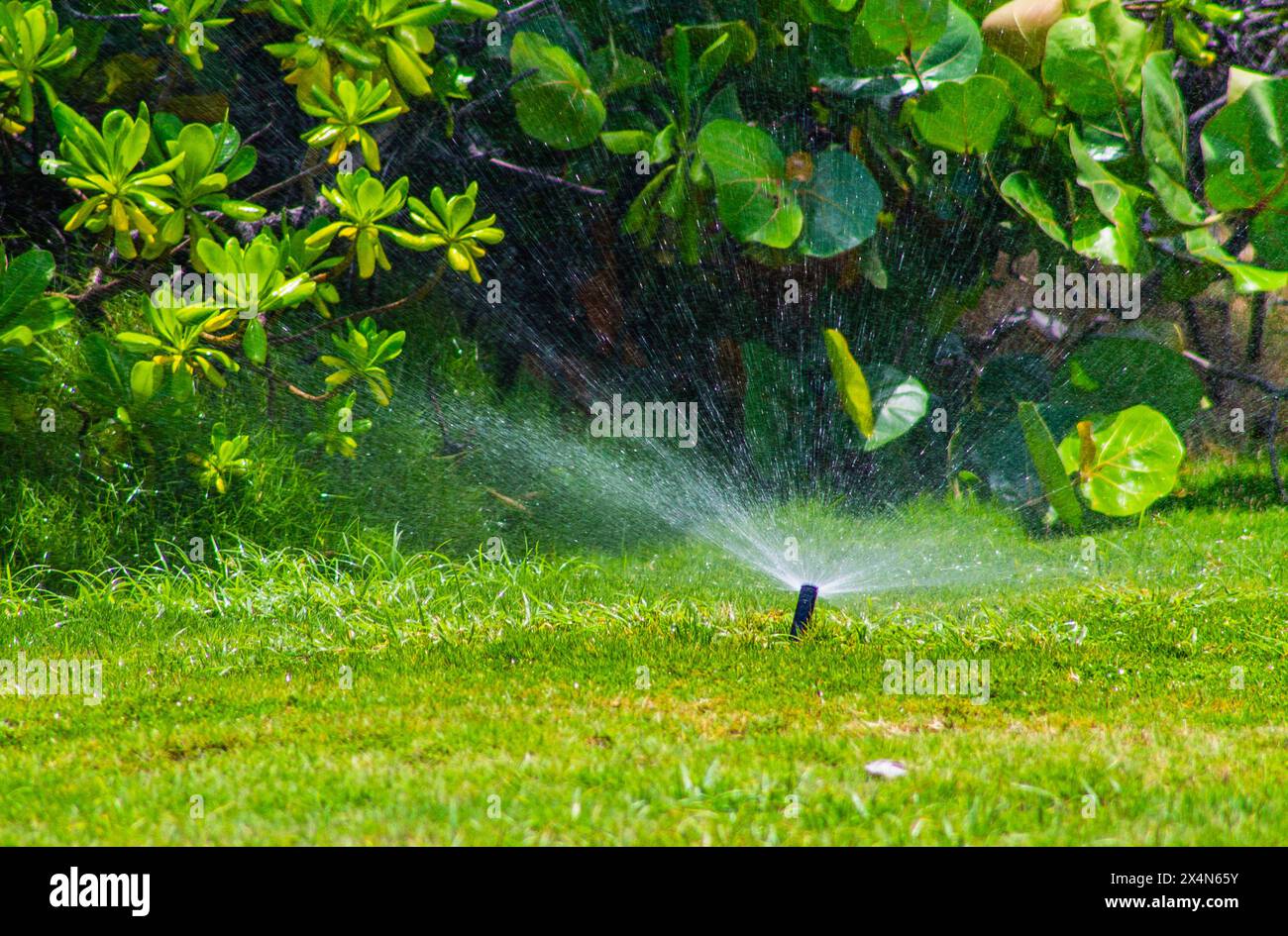 Sprinkler watering the green grass in the garden at Curaçao Stock Photo