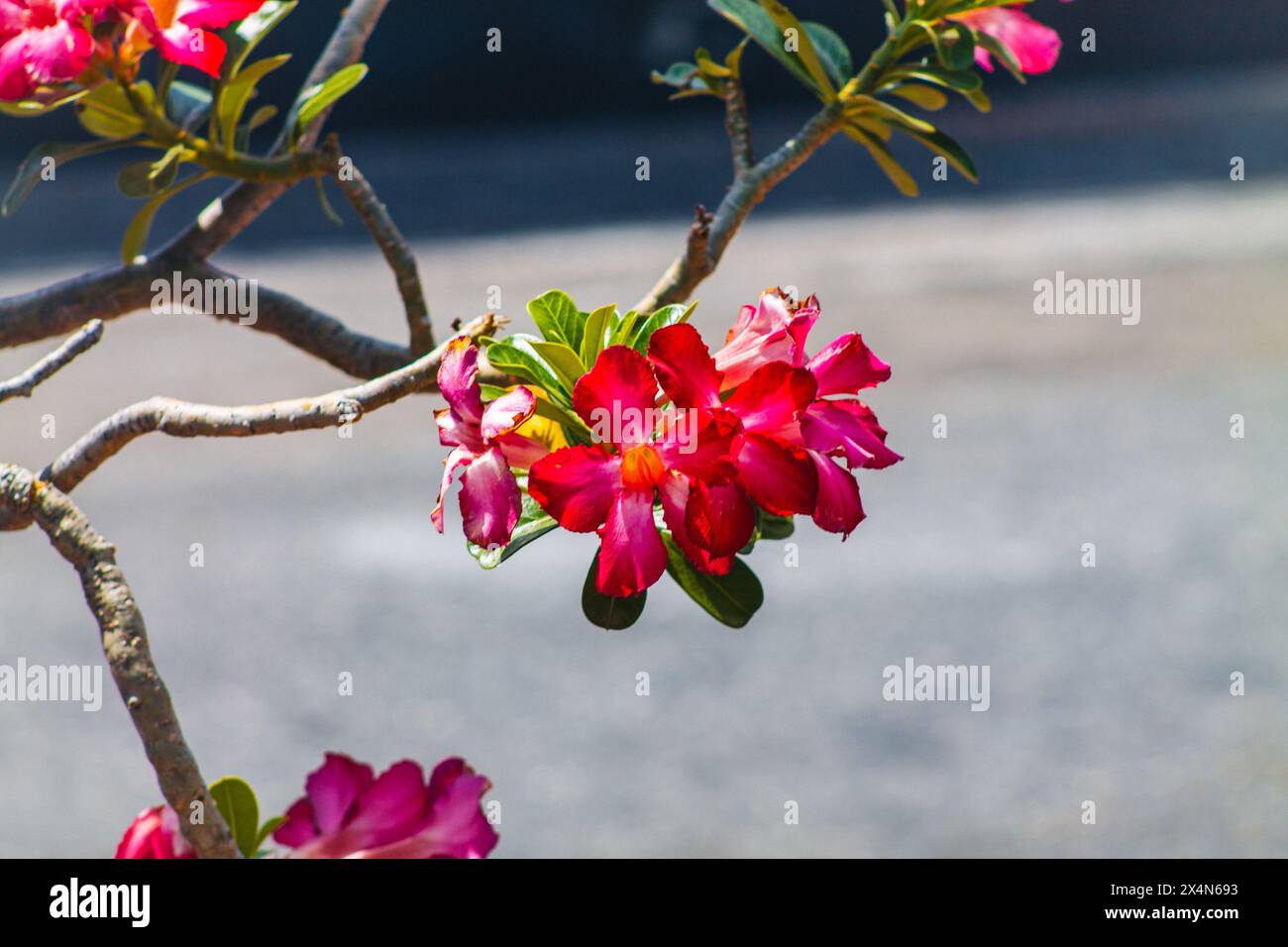 Mock Azalea Mock azalea hi-res stock photography and images - Alamy