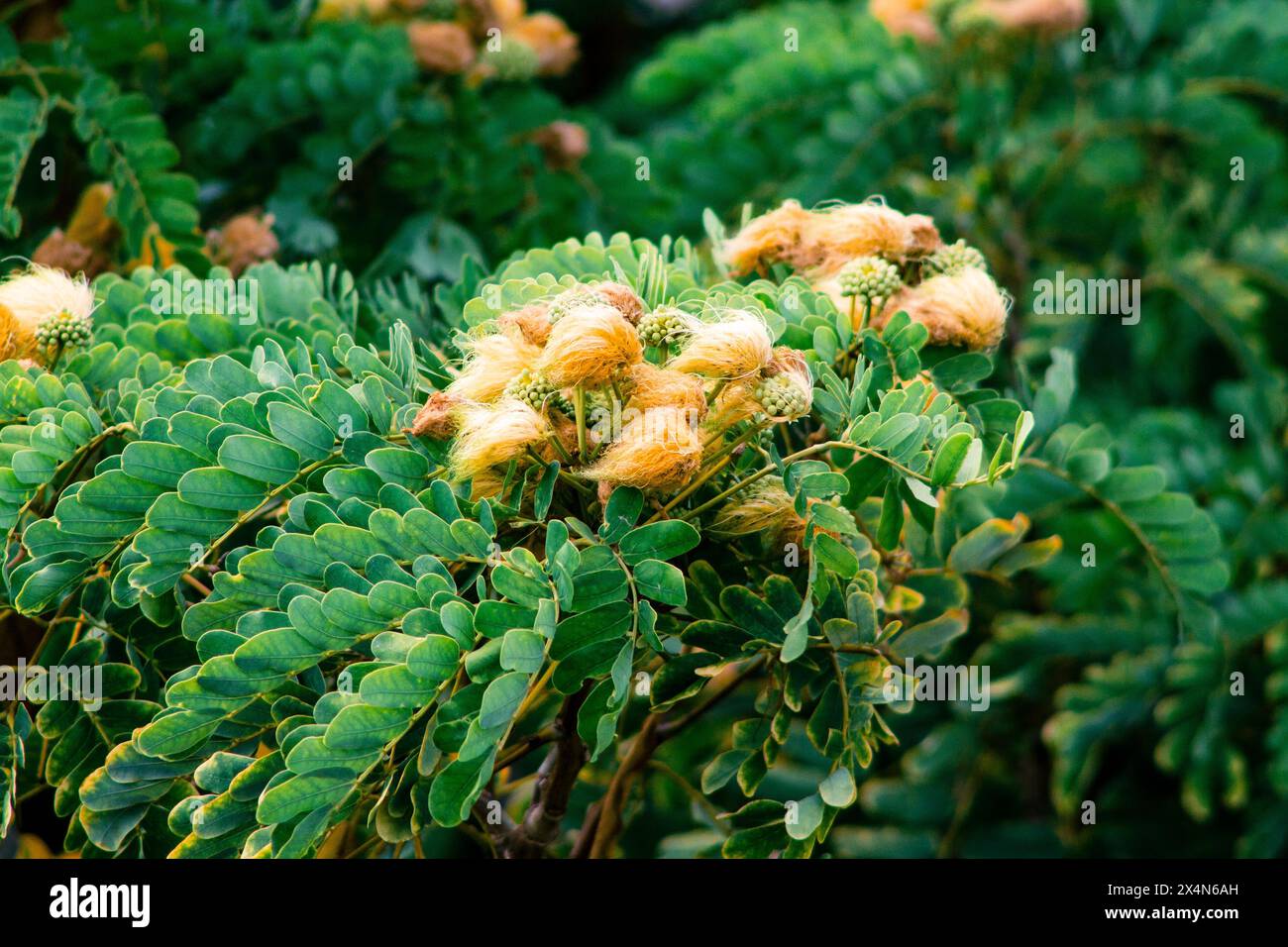 Closeup of Acacia dealbata, commonly known as the acacia tamarind, is a species of flowering plant in the family Acacia. Stock Photo