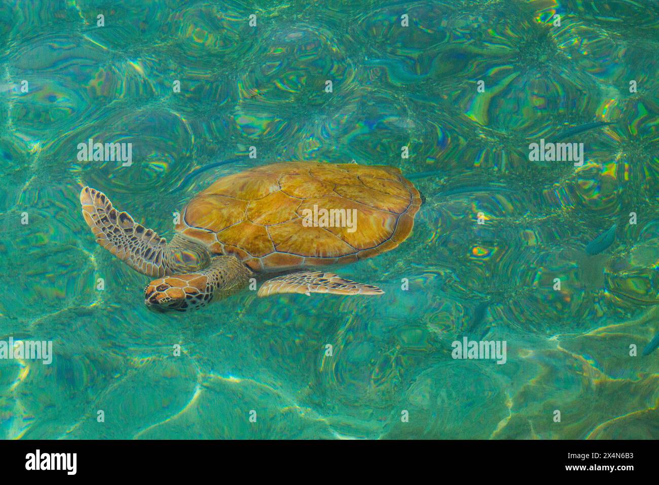 Green sea turtle swimming in the clear water of the Caribbean Sea Stock ...