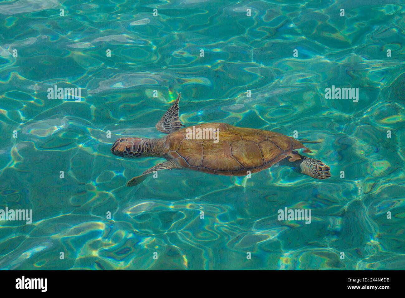 Green sea turtle swimming in the clear water of the Caribbean Sea Stock ...