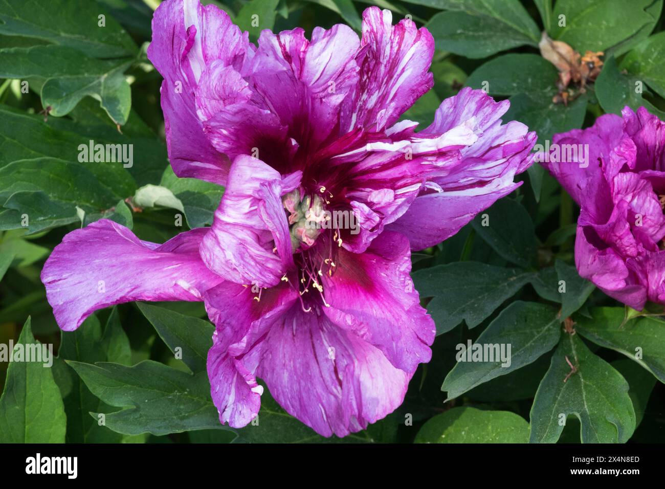 Violet Intersectional Itoh Peony Paeonia Hybrid, Paeonia 