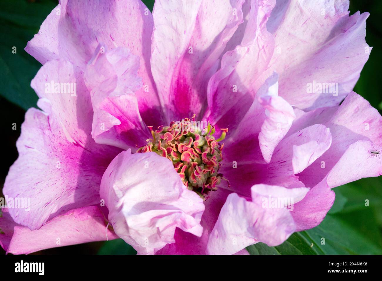 Purple Pink Paeonia 'First Arrival' Itoh Peony Hybrid Flower Head Stock Photo