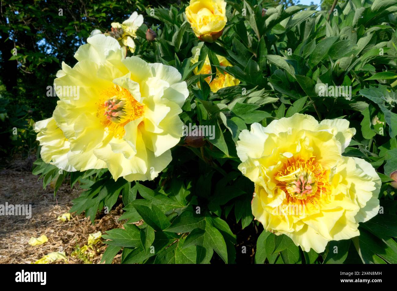 Yellow Heads, Peony 'Garden Treasure' Itoh Peony Paeonia Hybrid Stock Photo