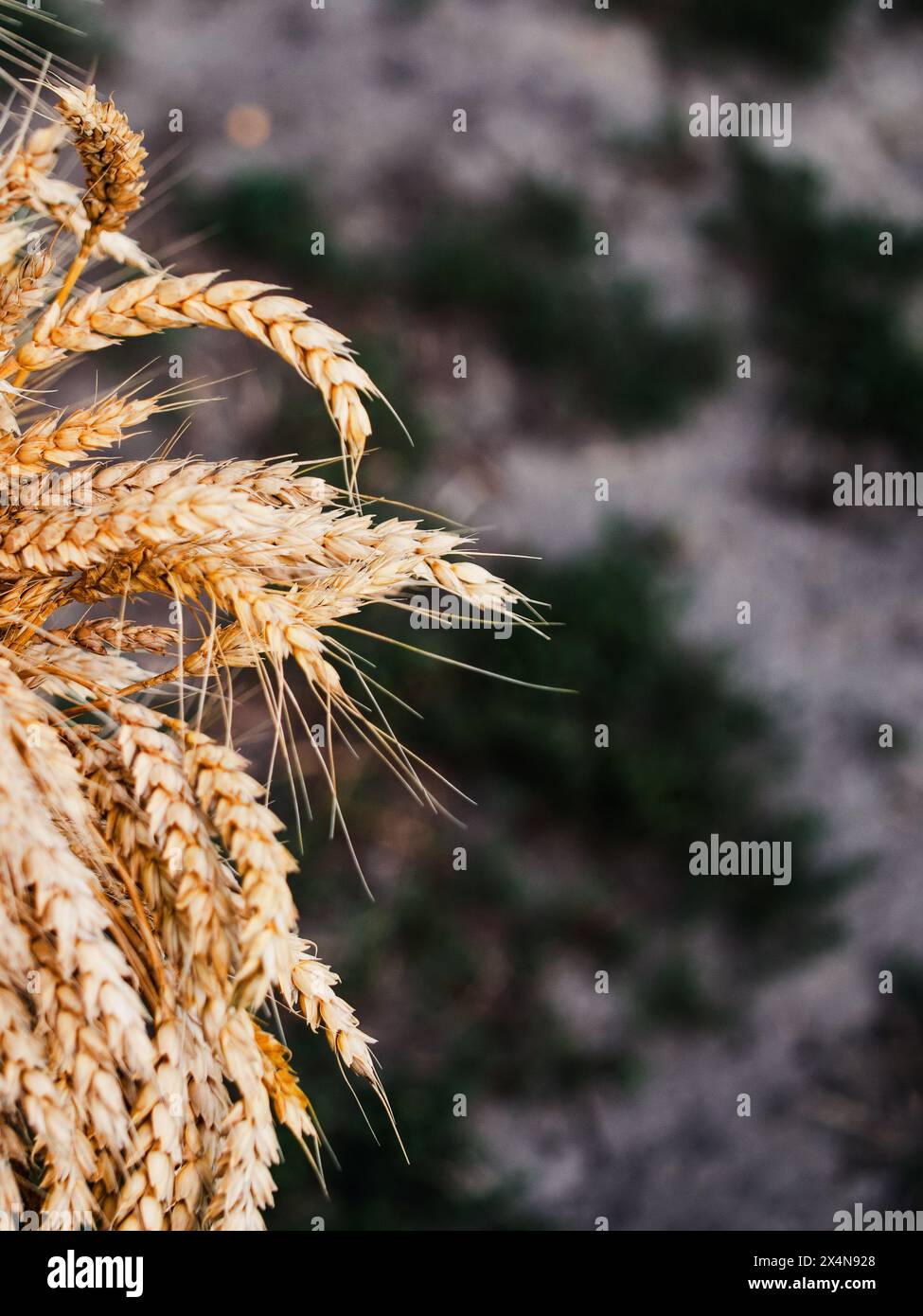 A detailed view of ripe wheat, ready for harvest, symbolizing fertility and nature’s bounty. Stock Photo