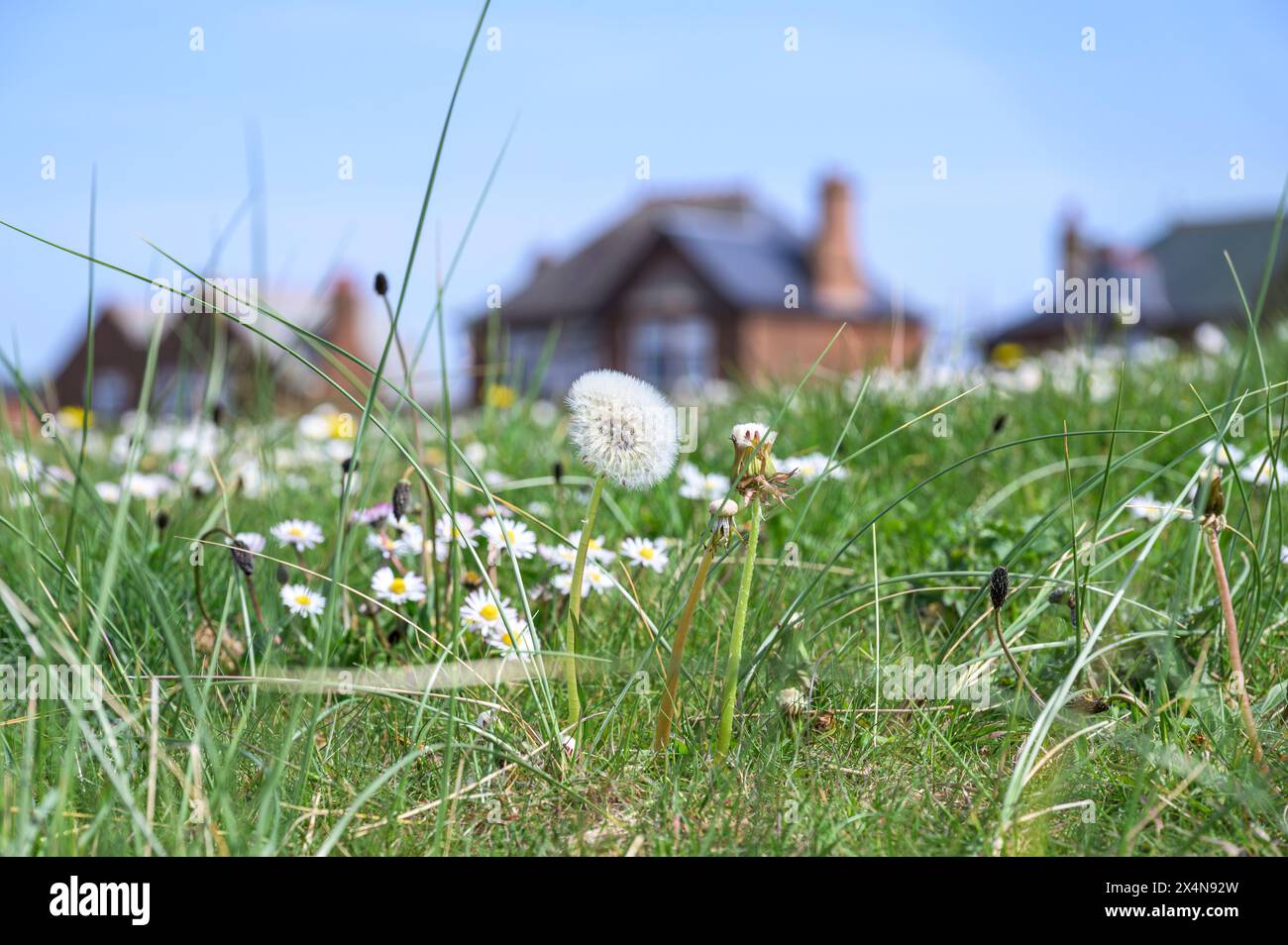Dandelion seed head on grass Stock Photo