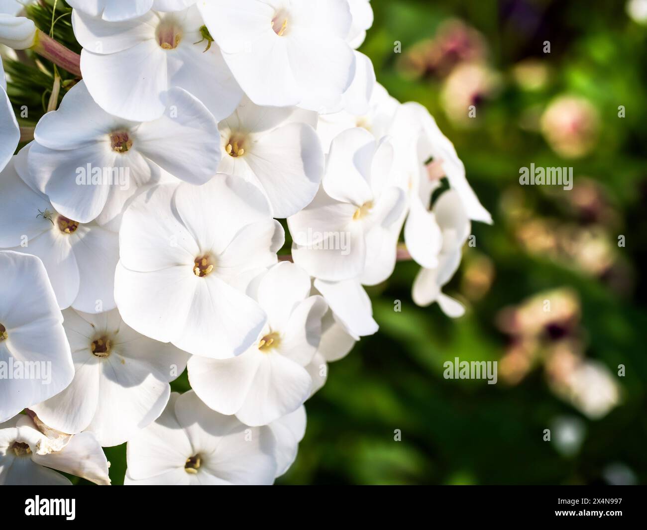 Bright white petals contrast against a backdrop of rich green leaves; this image radiates tranquility and is apt for meditation or relaxation visuals. Stock Photo