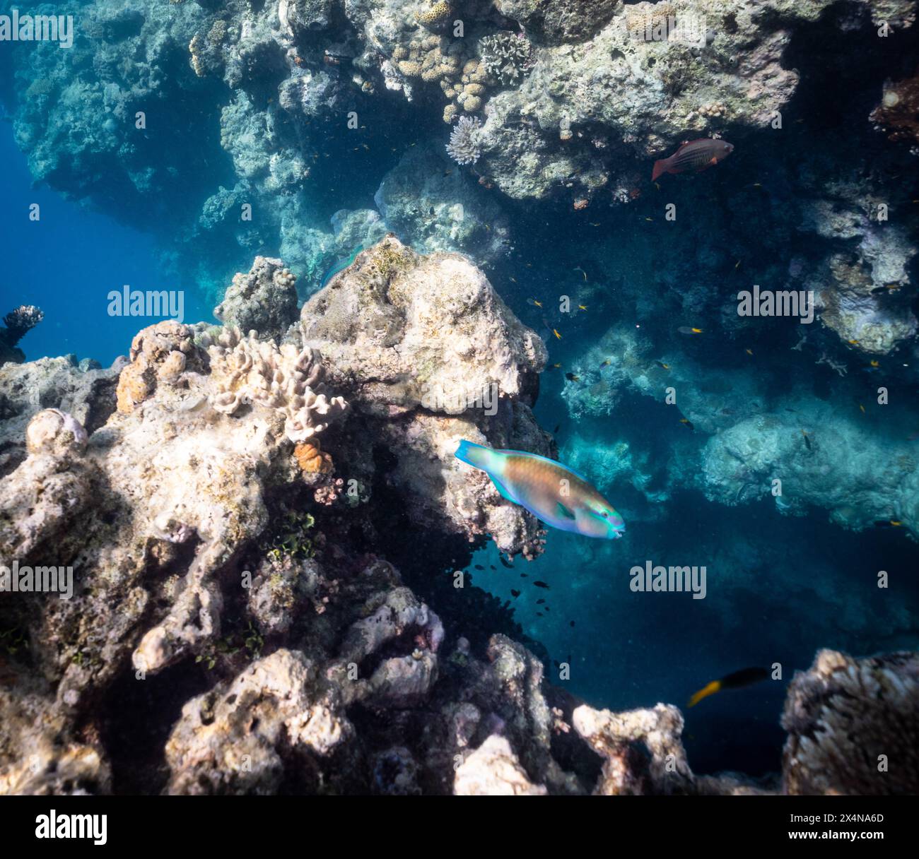 Vibrant coral reef with hundreds of glass fish at the SS Yongala ship ...