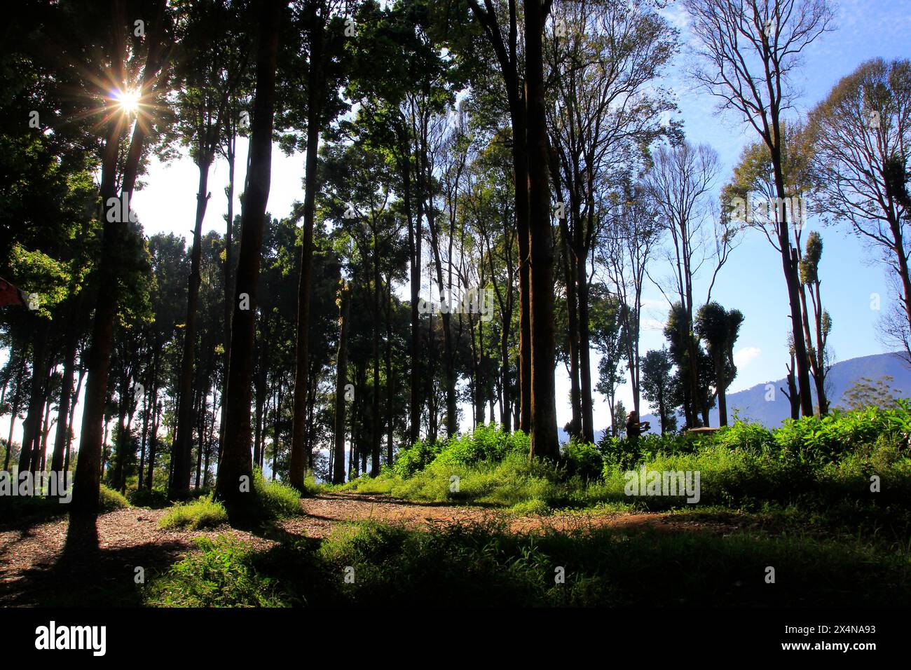 The morning sun sneaks through the tall Rasamala trees around Lake ...