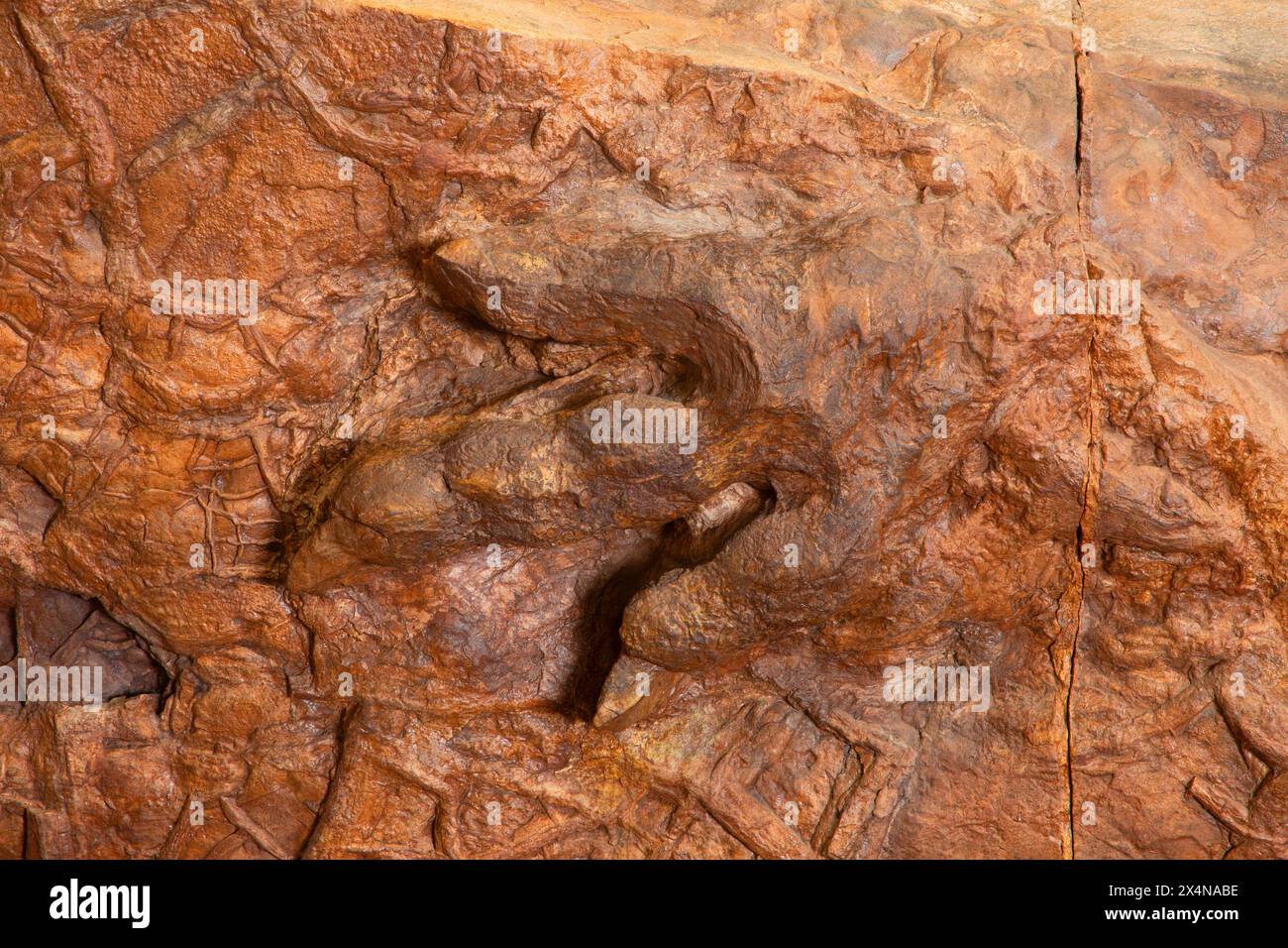 Eubrontes dinosaur track, St. George Dinosaur Discovery Site at Johnson Farm, St. George, Utah Stock Photo