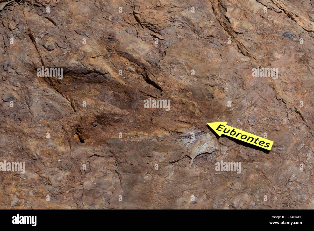 Eubrontes dinosaur track, St. George Dinosaur Discovery Site at Johnson Farm, St. George, Utah Stock Photo