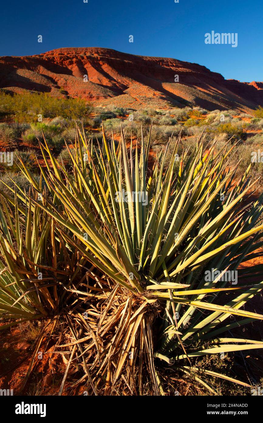 Yucca, Warner Valley Dinosaur Track Site, St. Bureau of Land