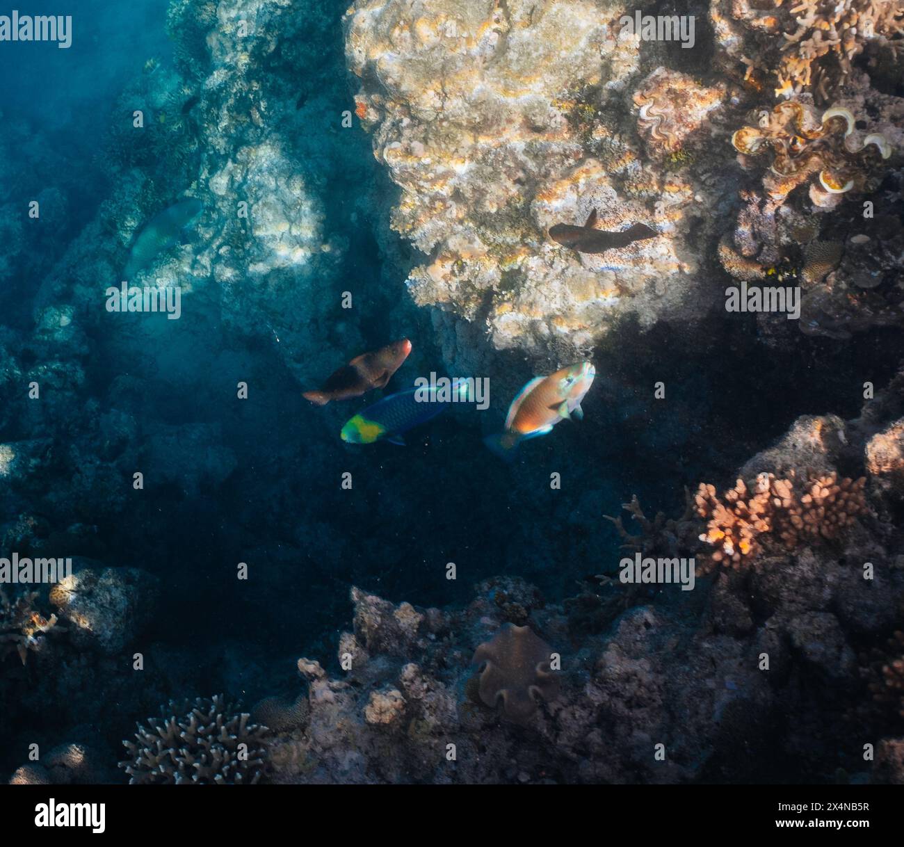 Vibrant coral reef with hundreds of glass fish at the SS Yongala ship ...