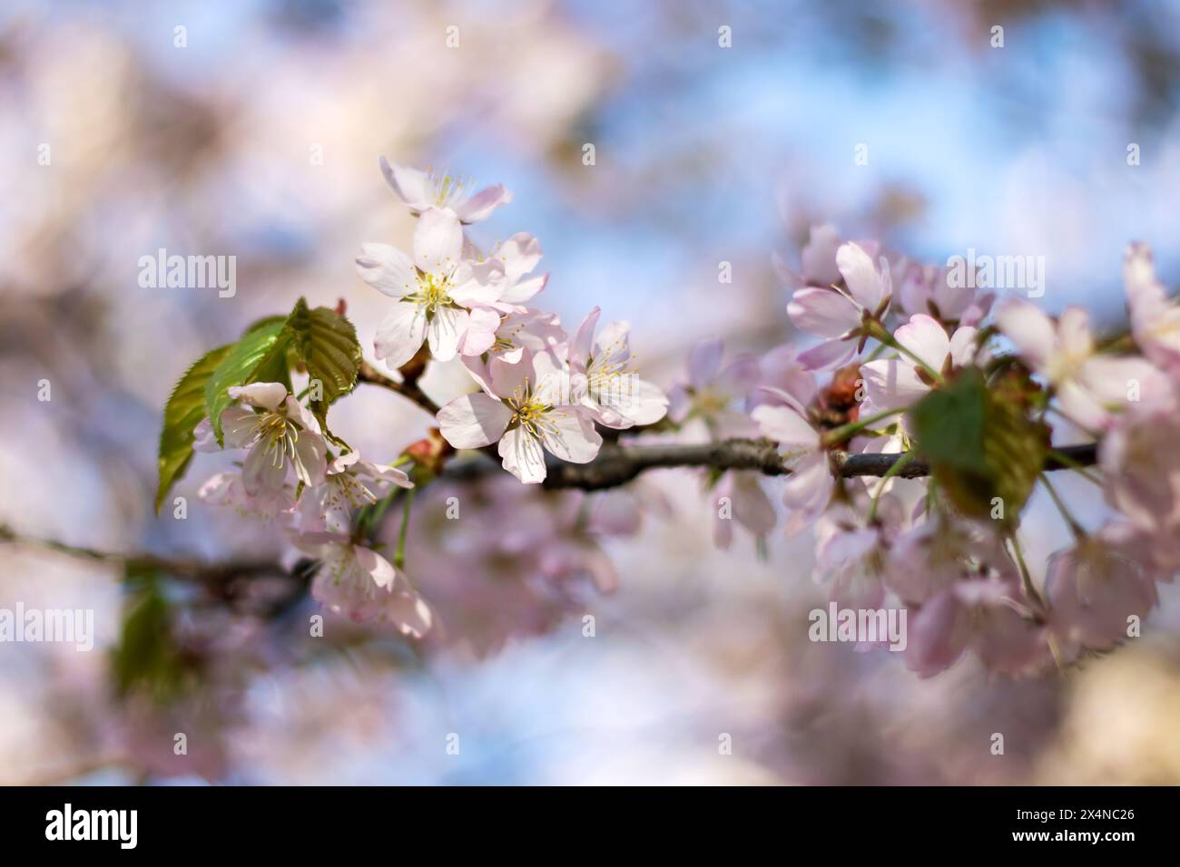 A closeup shot of the beautiful cherry blossoms on a tree branch ...