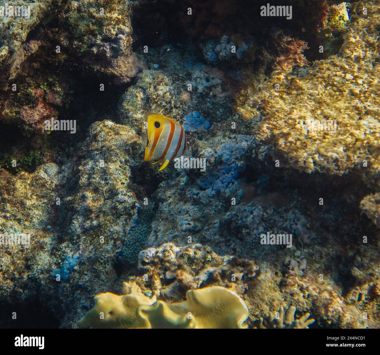 Copperband butterflyfish, Chelmon rostratus, beaked coral saltwater aquarium fish underwater. Great Barrier Reef Australie. Stock Photo