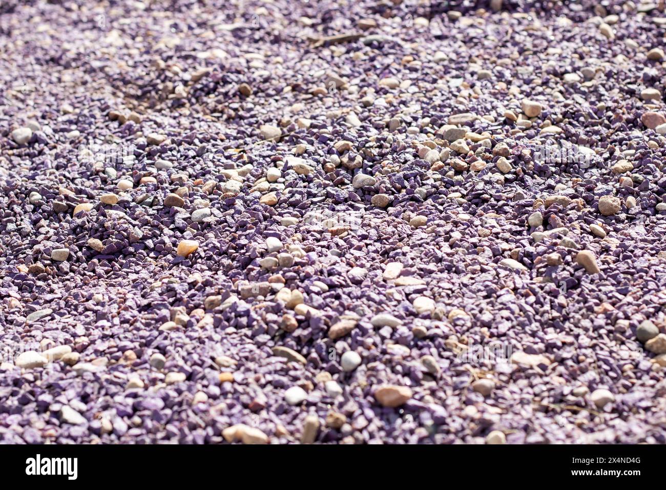 A mixture of purple gravel, rocks, and pebbles is scattered on the ...