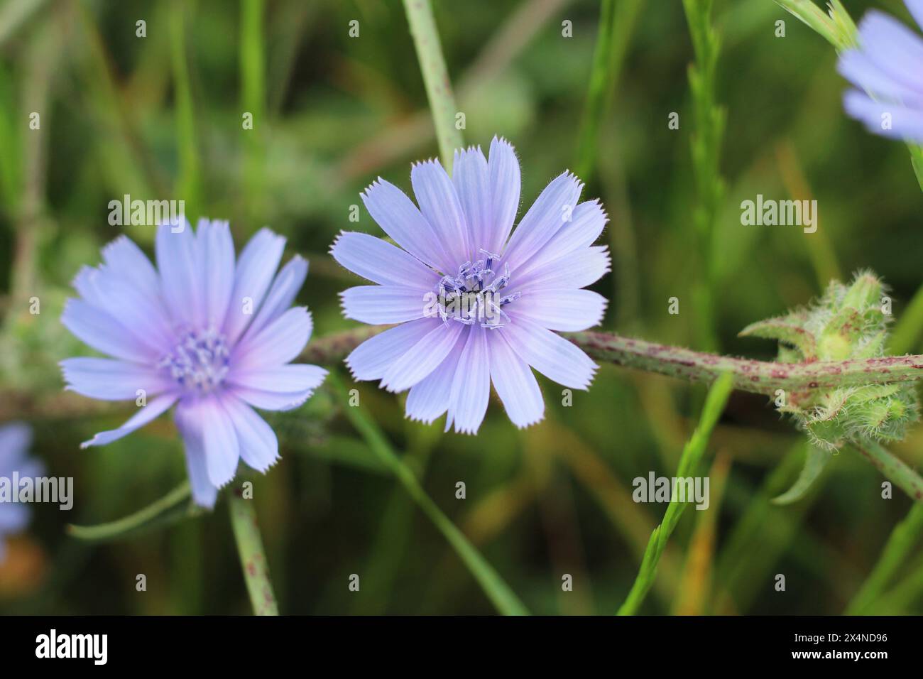 Blossom common chicory (Cichorium intybus) plant in nature with black bug. Selective focus on purple flower. Stock Photo