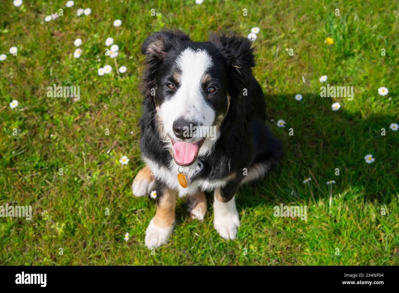 Cute little Border Collie puppy sat on grass surrounded by daisies and looking up at his owner. Stock Photo