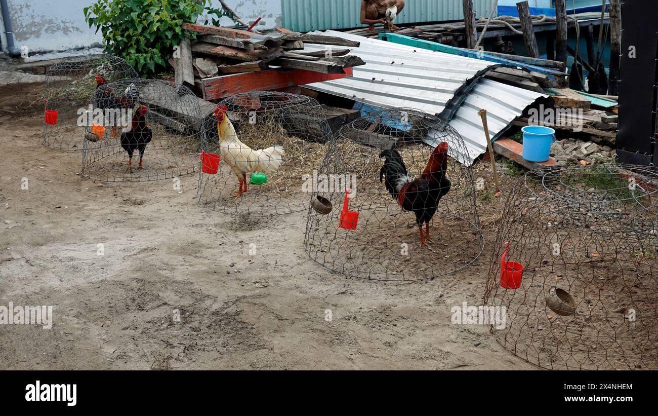 chicken in a cage in fisherman village on phu quoc island Stock Photo