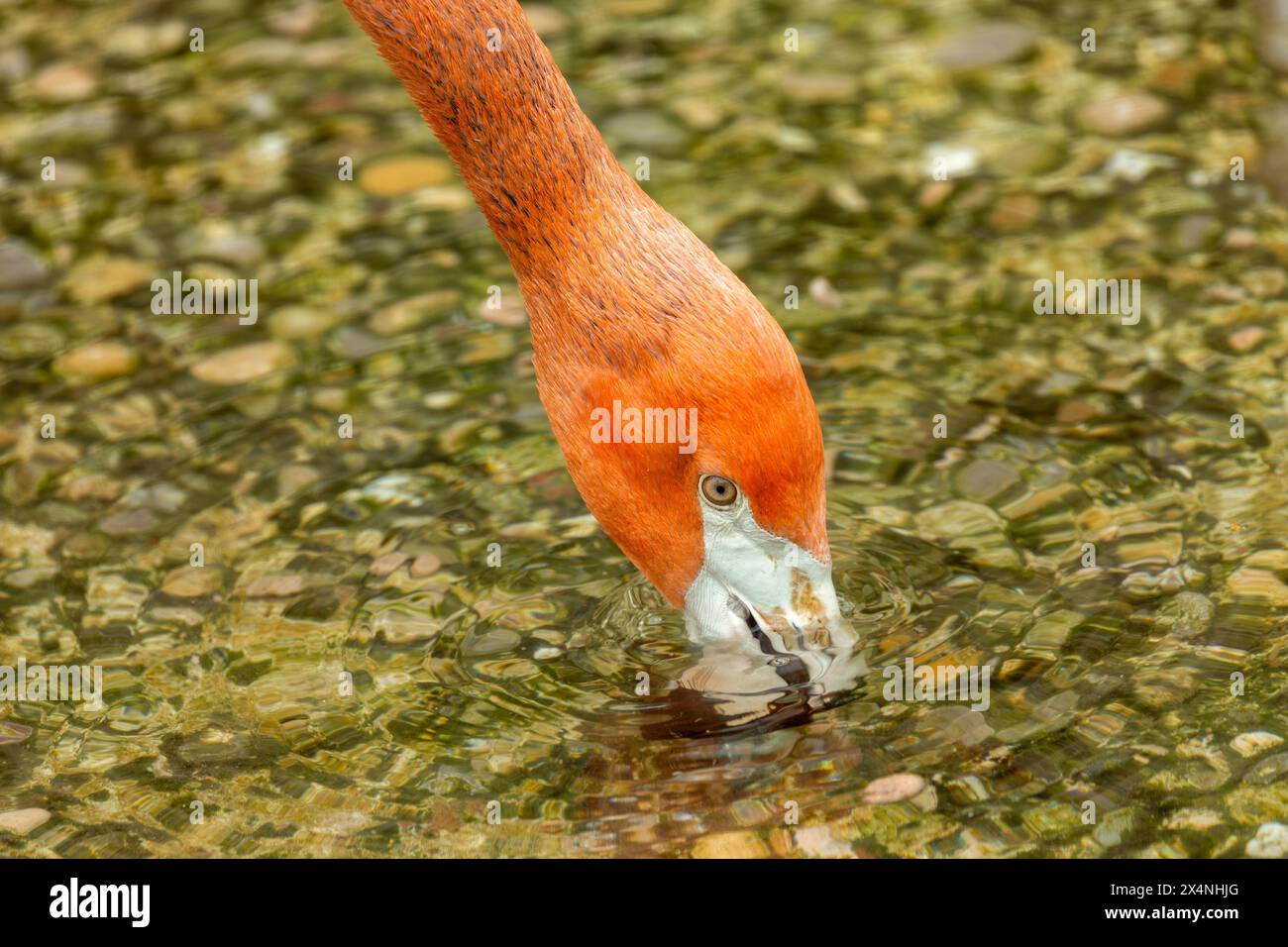 Tall pink wading bird with long neck curved beak Feeds on shrimp in Tall pink wading bird with long neck curved beak Feeds on shrimp in