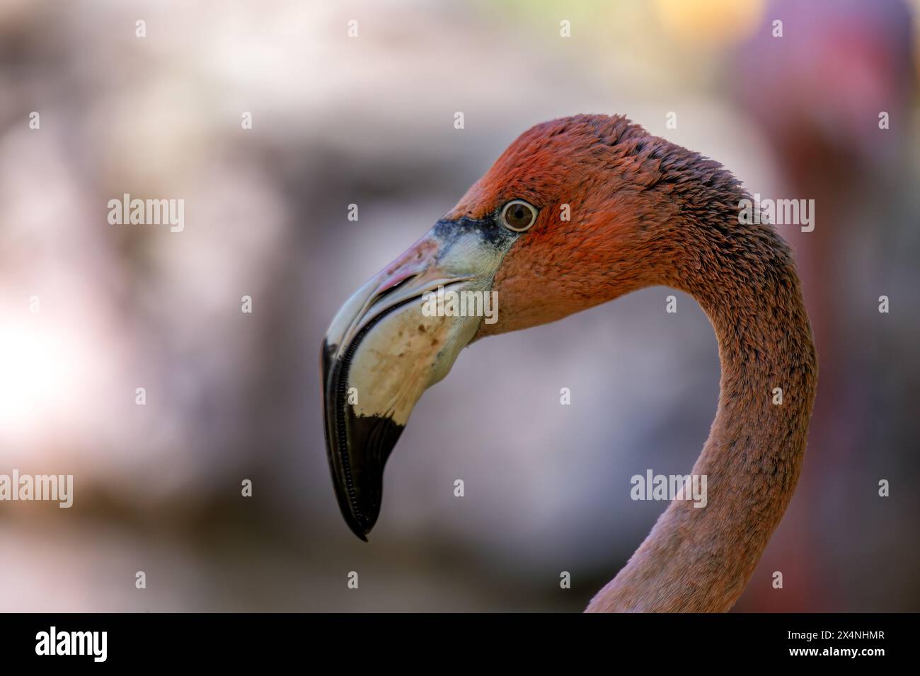 Tall pink wading bird with long neck curved beak Feeds on shrimp in Tall pink wading bird with long neck curved beak Feeds on shrimp in