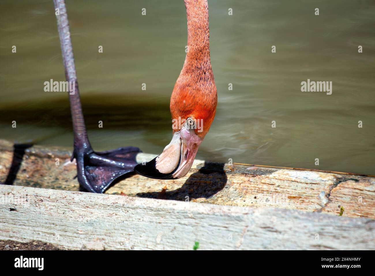 Tall pink wading bird with long neck curved beak Feeds on shrimp in