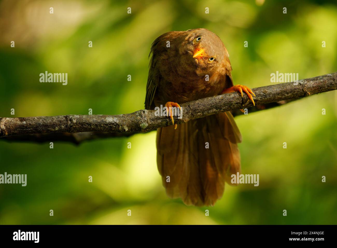 Yellow-billed babbler Argya or Turdoides affinis brown bird in Leiothrichidae endemic to India and Sri Lanka, Its habitat is scrub, cultivation and ga Stock Photo