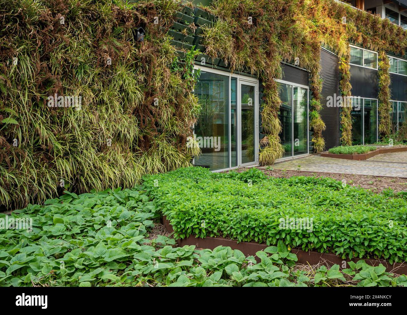 View of Detail of modern office building with green, living wall. Making cities ...