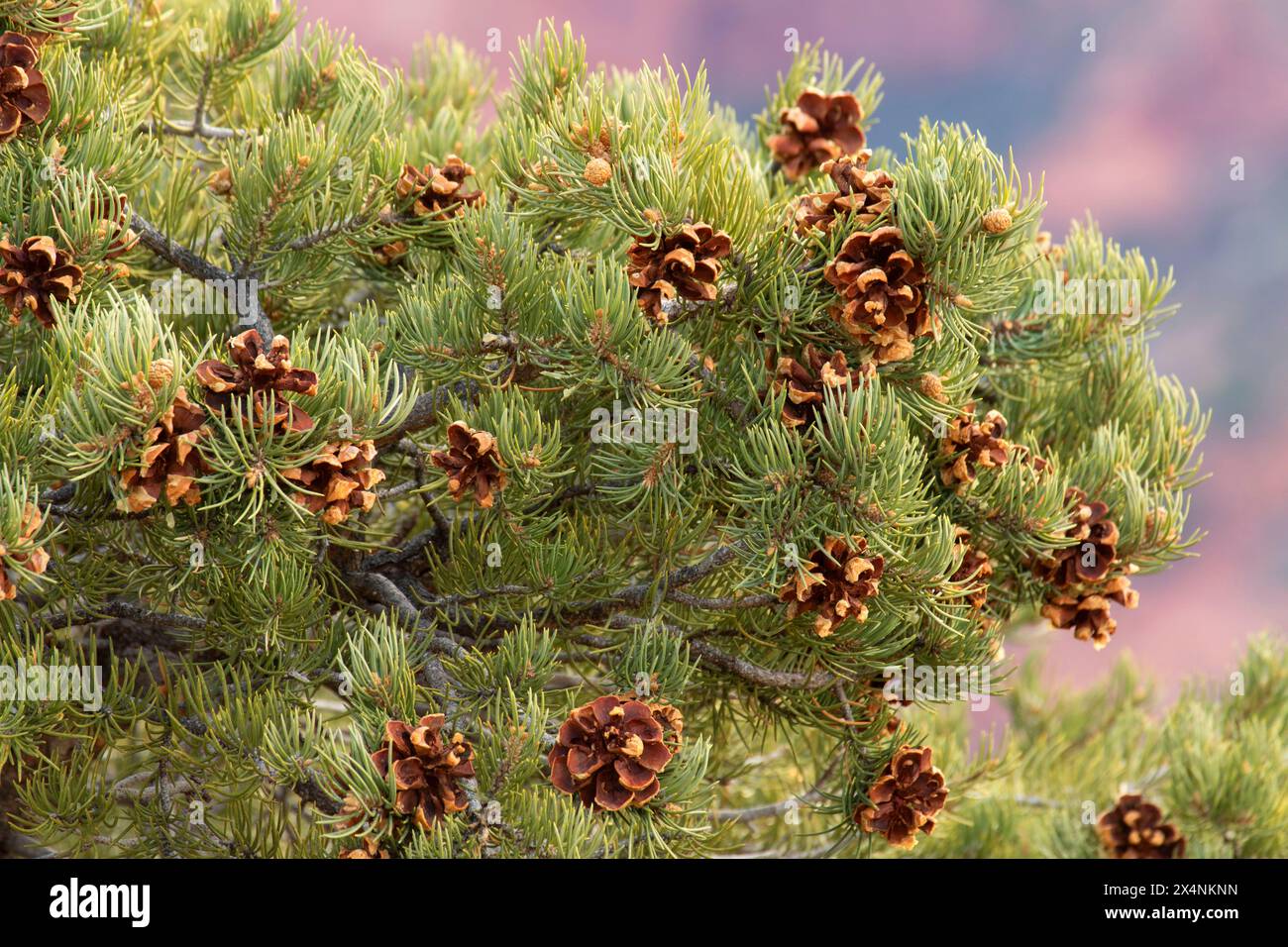 Pinyon pine along Timber Creek Overlook Trail, Zion National Park, Utah Stock Photo