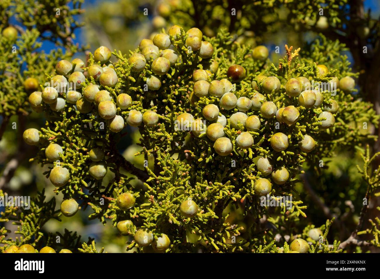 Juniper berries along Timber Creek Overlook Trail, Zion National Park, Utah Stock Photo