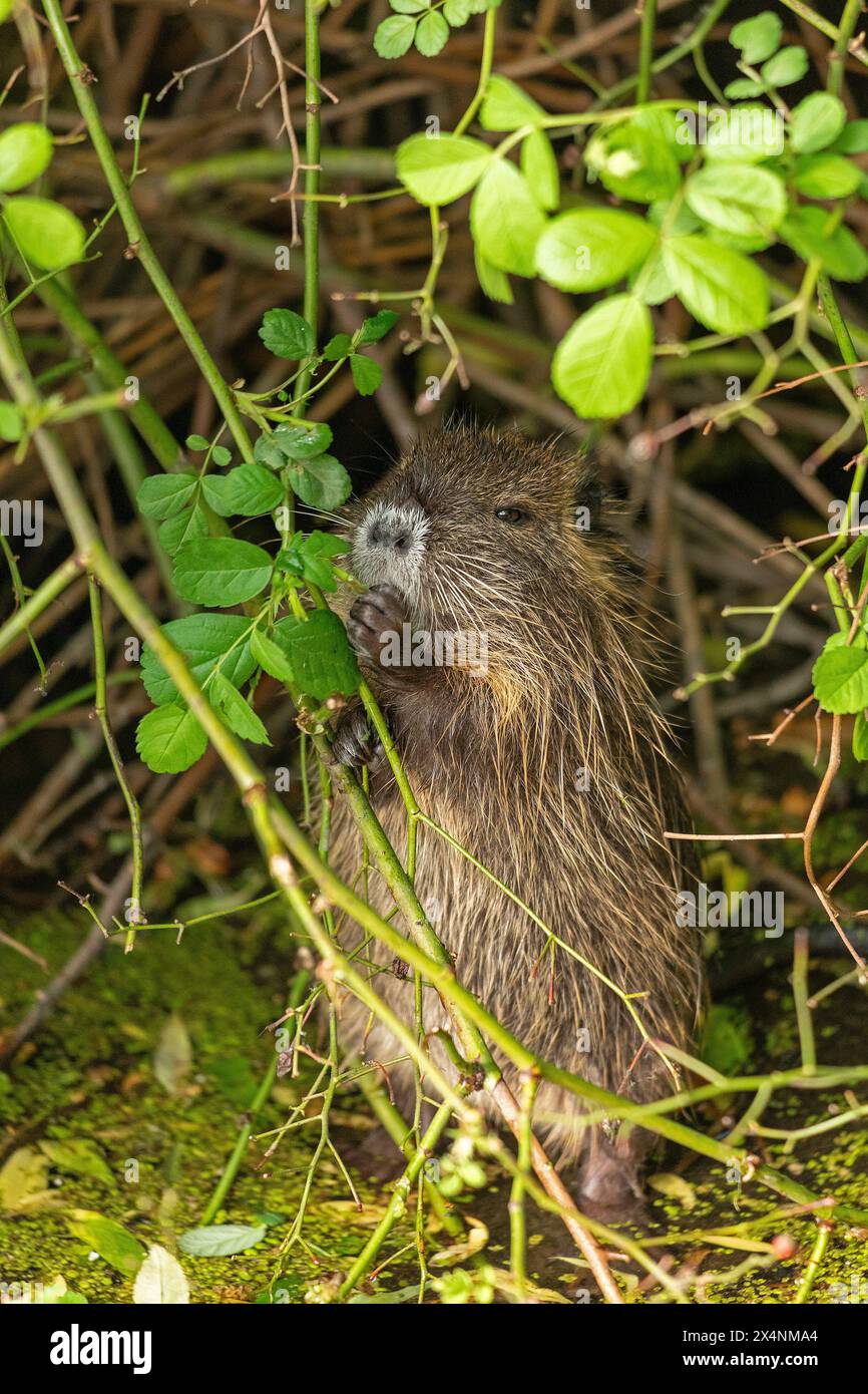 Nutria (Myocastor coypus) kit standing on hind legs eating leaf, Wilhelmsburg, Hamburg, Germany Stock Photo