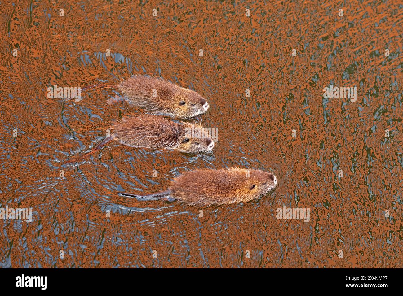 Three young Nutrias (Myocastor coypus) swimming, Wilhelmsburg, Hamburg, Germany Stock Photo