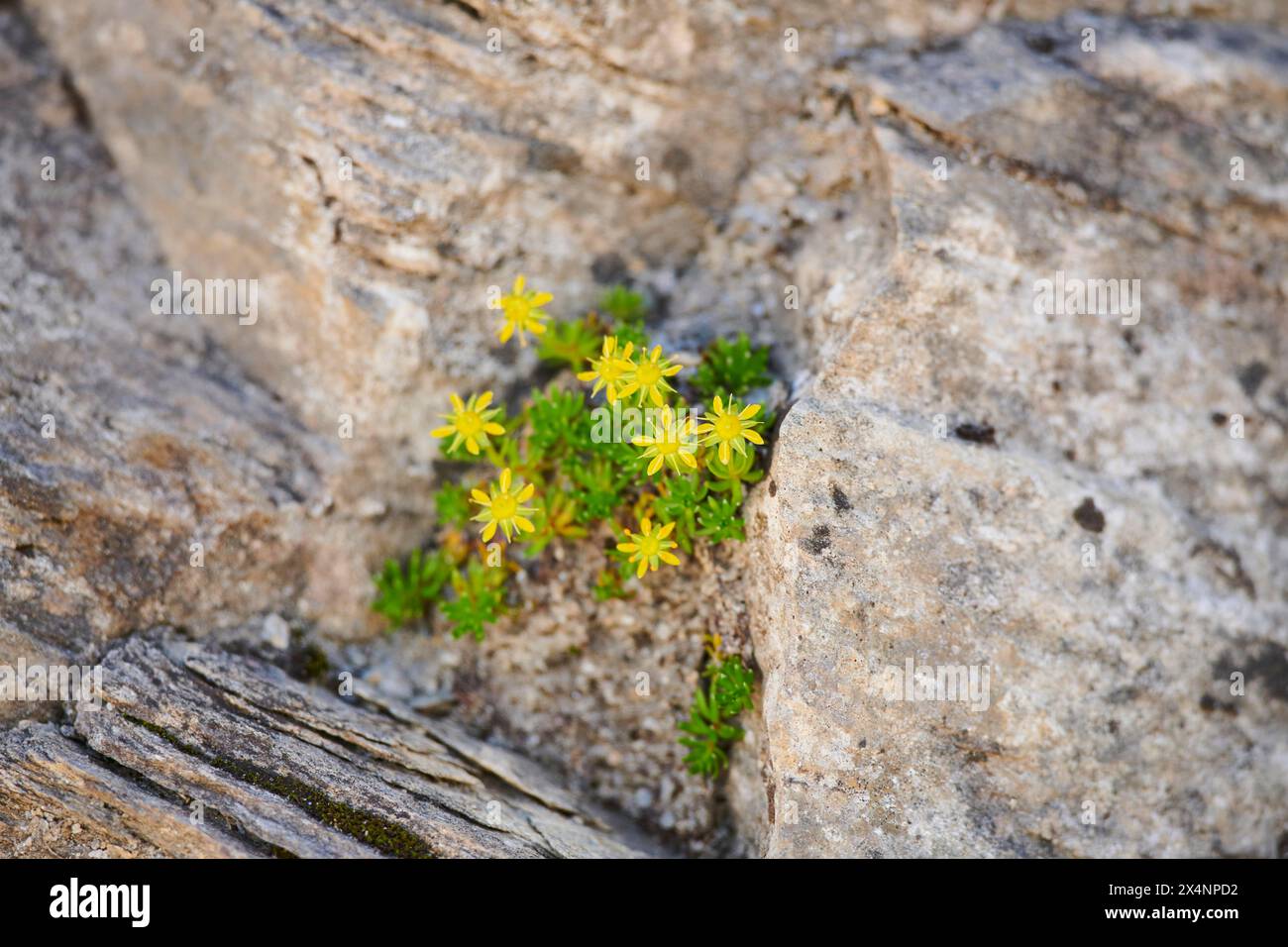 Yellow mountain saxifrage (Saxifraga aizoides) blooming in the mountains at Hochalpenstrasse, Pinzgau, Salzburg, Austria Stock Photo