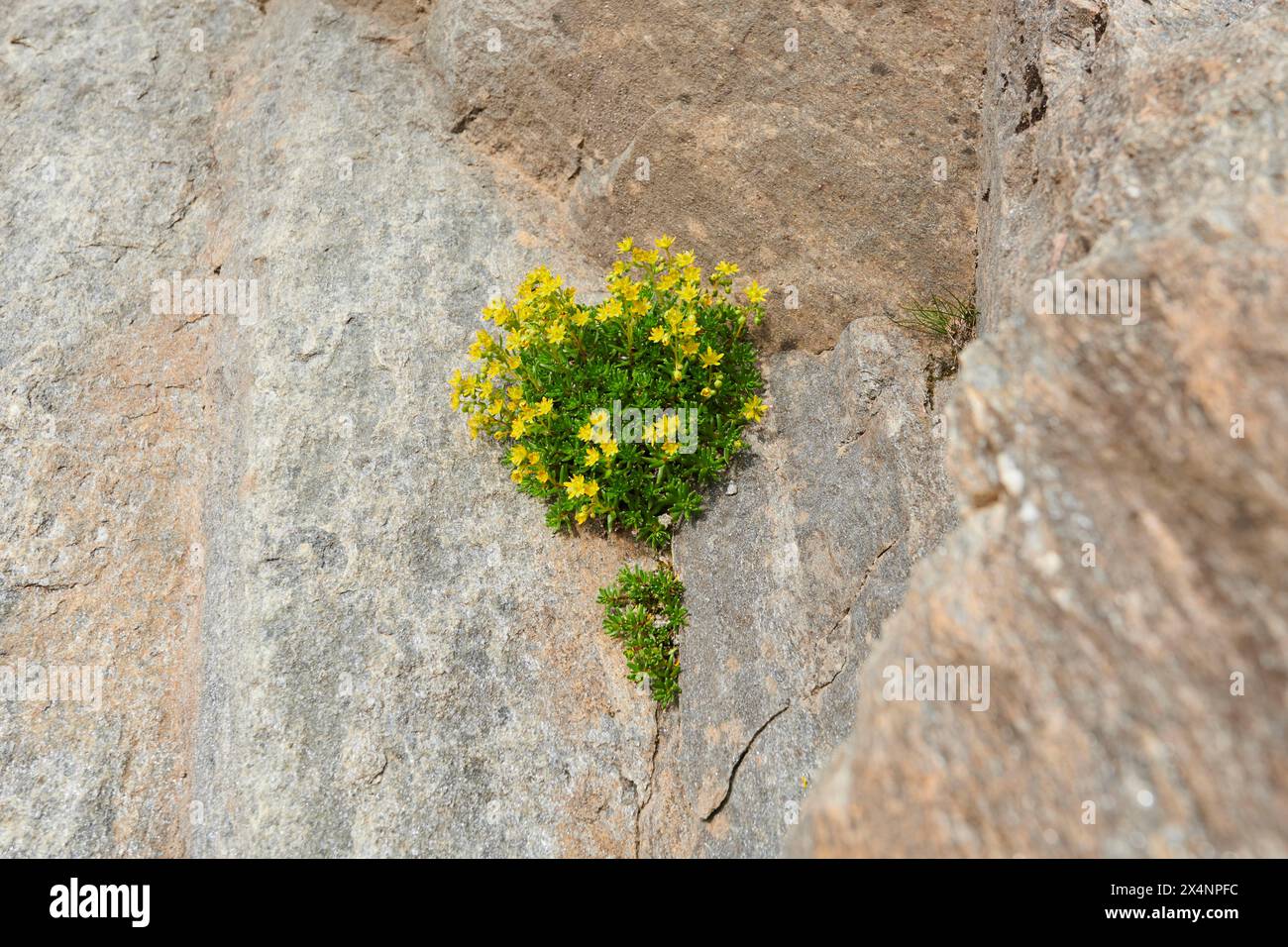 Yellow mountain saxifrage (Saxifraga aizoides) blooming in the mountains at Hochalpenstrasse, Pinzgau, Salzburg, Austria Stock Photo