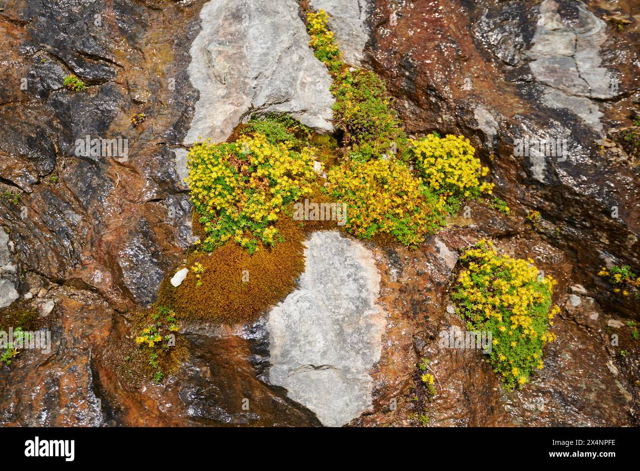 Yellow mountain saxifrage (Saxifraga aizoides) blooming in the mountains at Hochalpenstrasse, Pinzgau, Salzburg, Austria Stock Photo