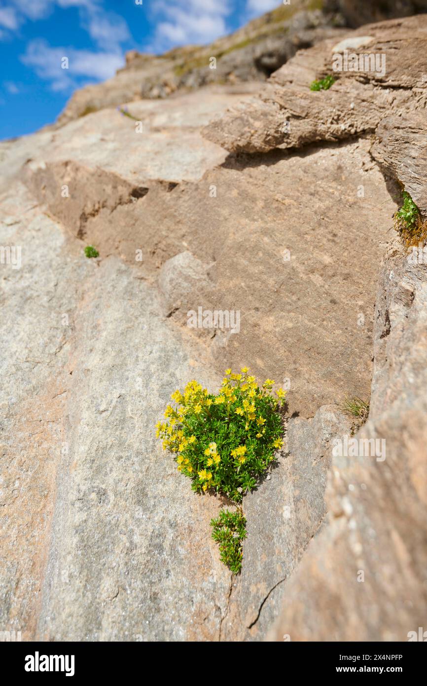 Yellow mountain saxifrage (Saxifraga aizoides) blooming in the mountains at Hochalpenstrasse, Pinzgau, Salzburg, Austria Stock Photo