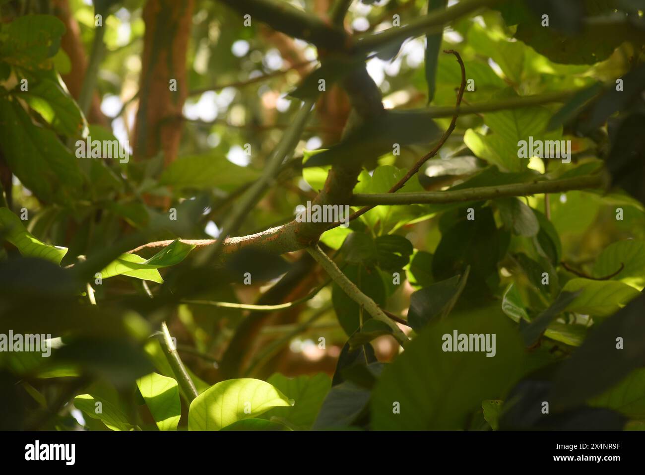Foliage of a thick amazon forest tree with close branches, dried twigs, leaves Stock Photo