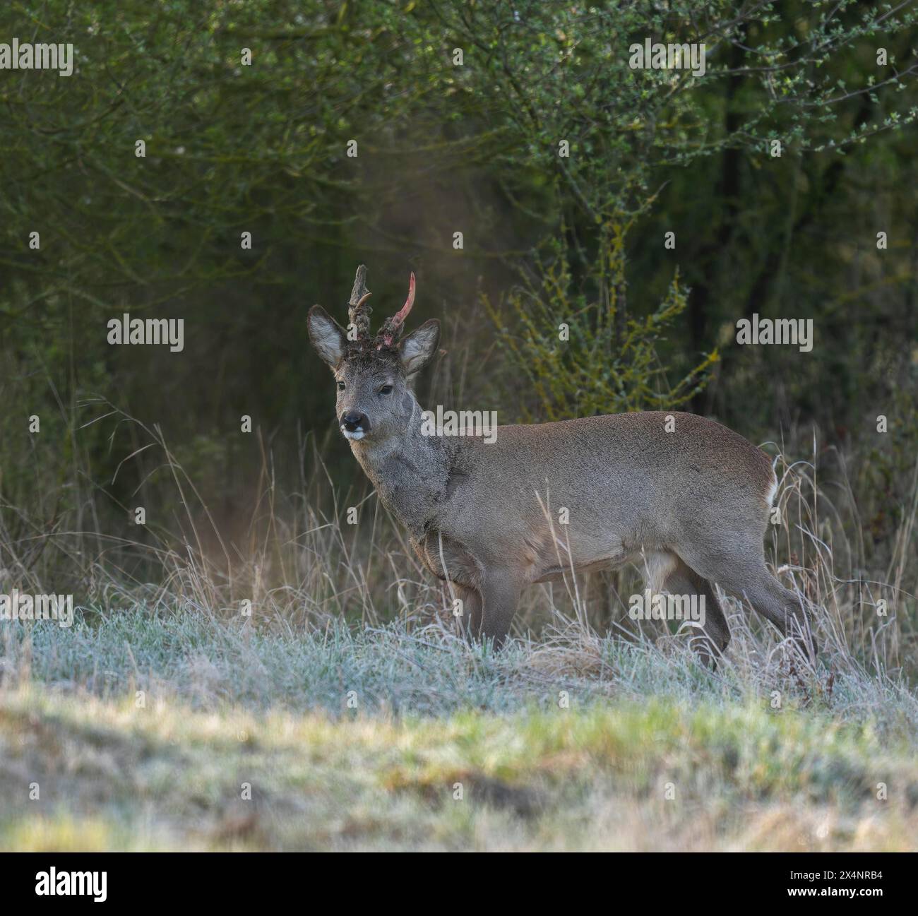 European roe deer (Capreolus capreolus), roebuck in winter coat, winter cover, one antler in the bast, one pole freshly swept still red from blood Stock Photo