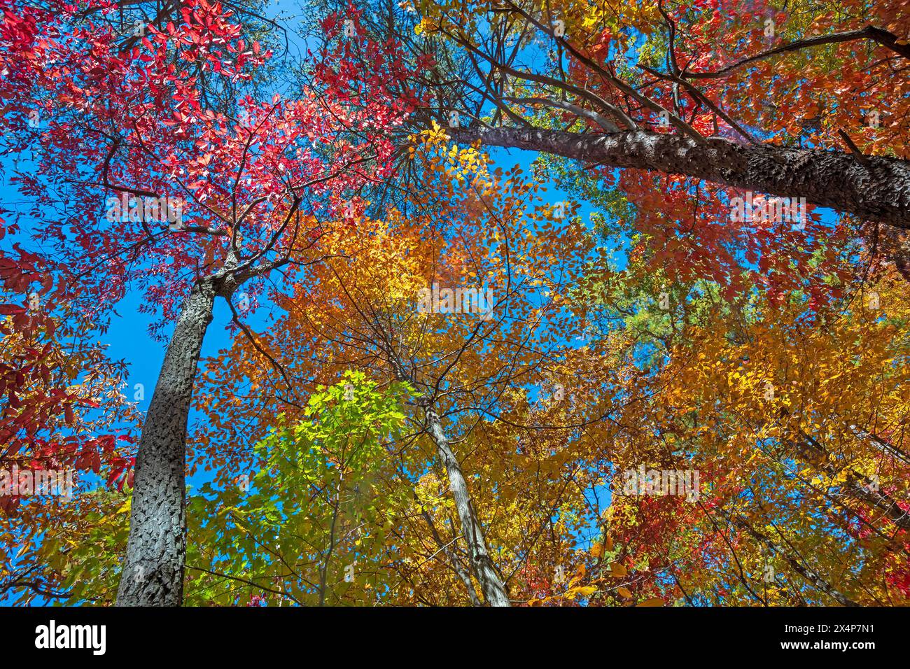 Spectacular Colors Overhead in The Autumn on the Blue Ridge Park Way in ...