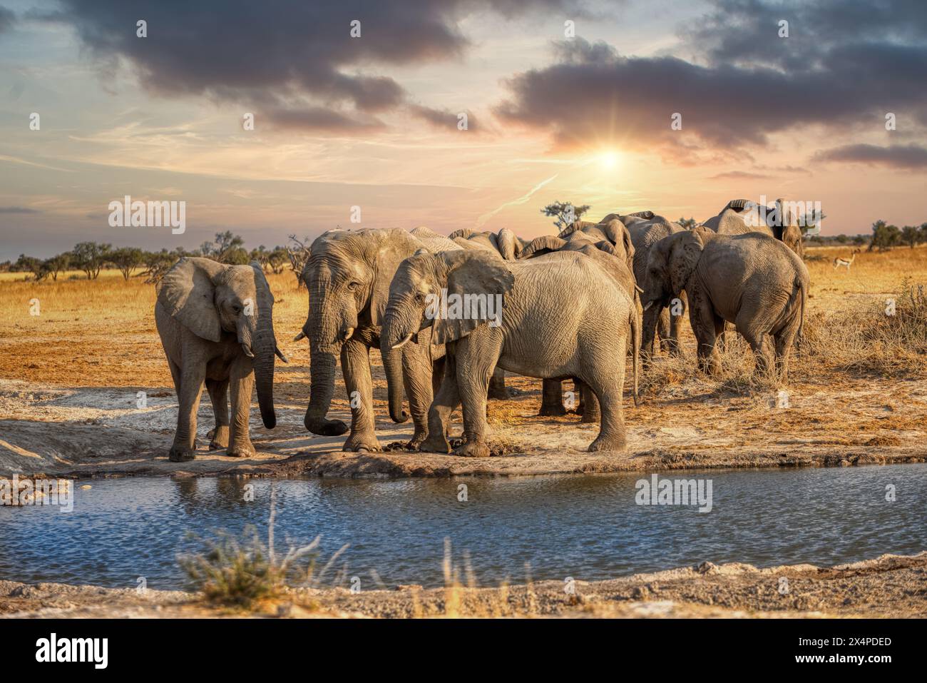 herd of african elephants drinking water at the waterhole at sunset ...