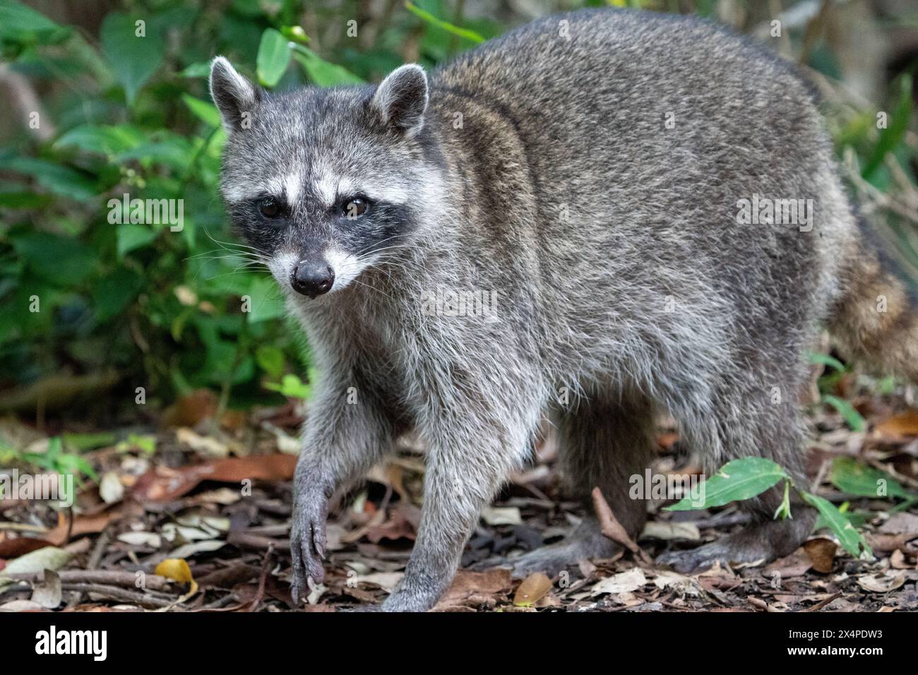 Common raccoon in mangrove forest Stock Photo - Alamy